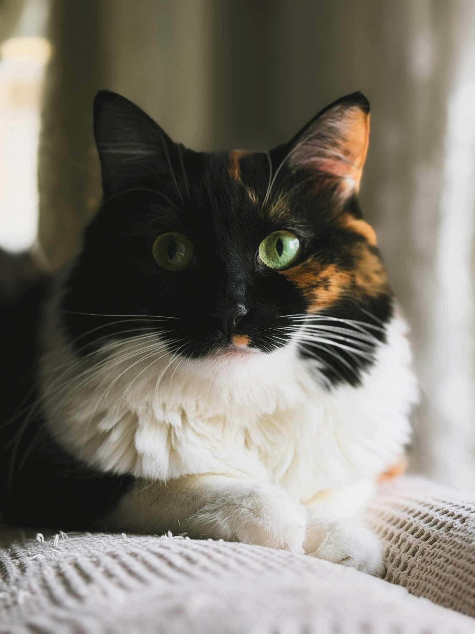 Beautiful calico cat with striking green eyes relaxing indoors in natural light.